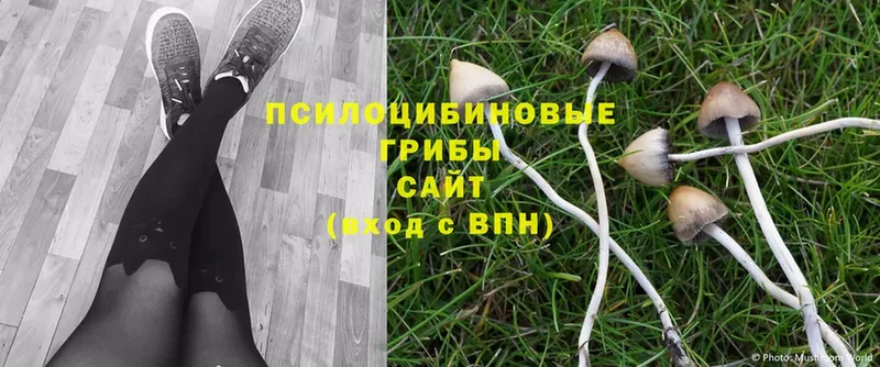 площадка формула  как найти закладки  Куровское  Псилоцибиновые грибы Psilocybe 